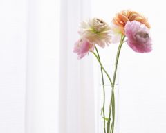 Tapeta Nature Flowers 652.jpg